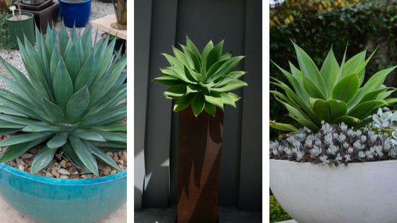 What To Plant Around A Pool South Coast Landscapes - Potted Plants Around Pool Deck
